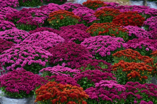 Revitalisez votre balcon en ville : concevez un jardin vertical écologique pour combattre la pollution !